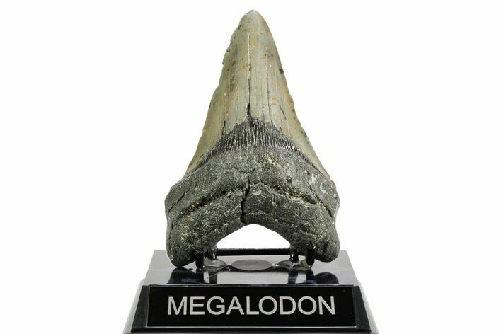 Fossil Megalodon Tooth - North Carolina #361680